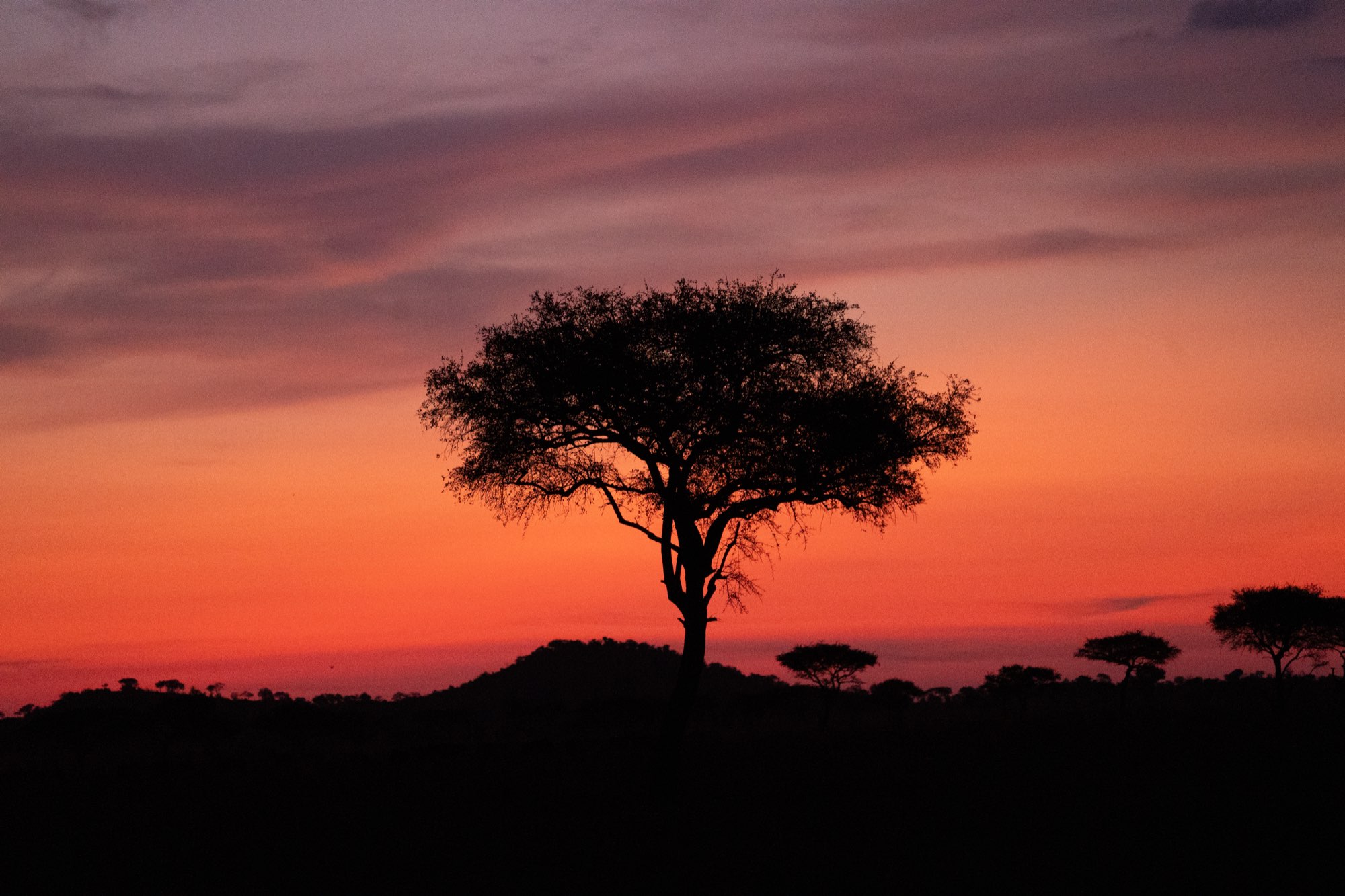An acacia tree silhouetted against a red sunset