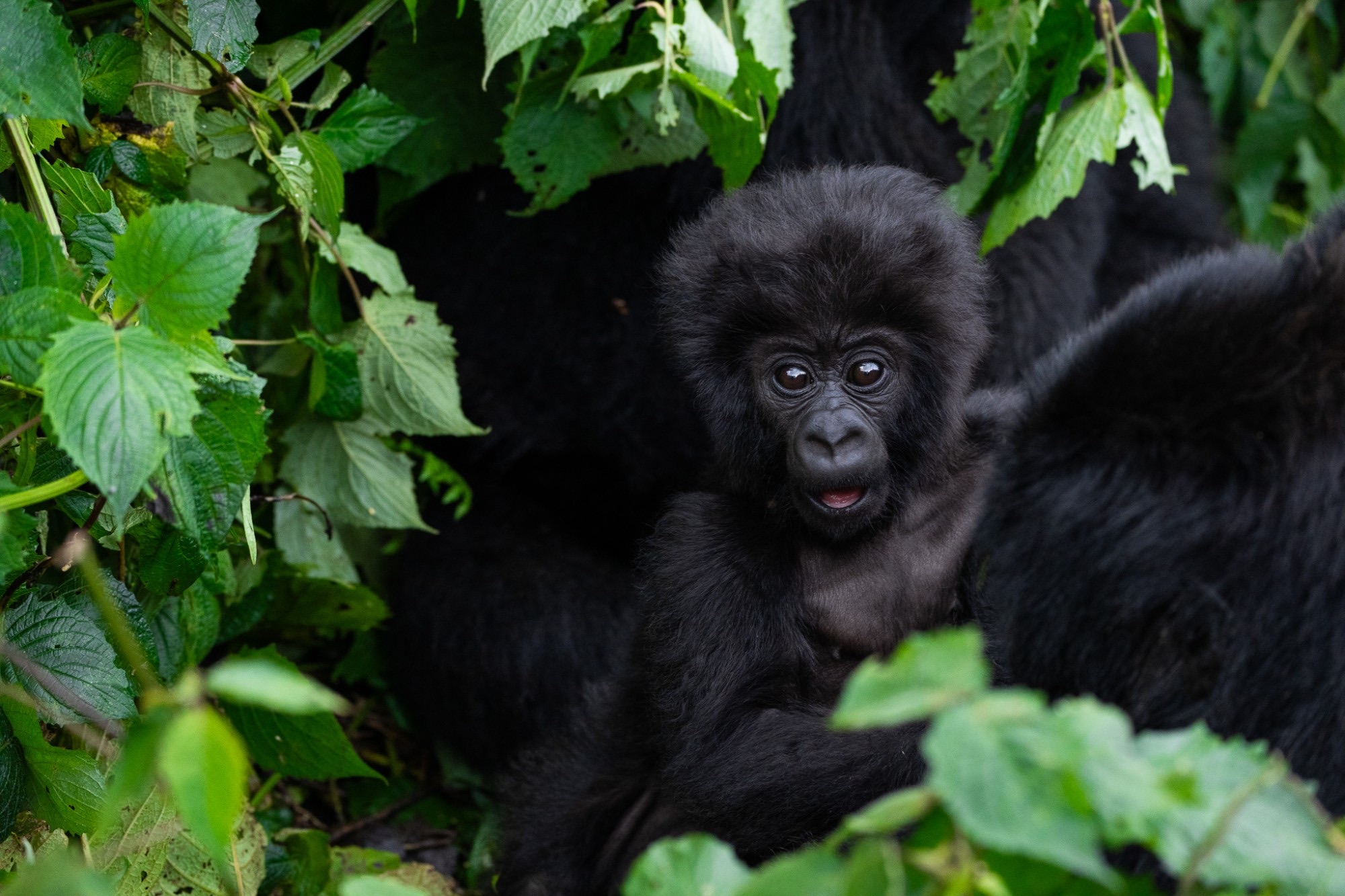 A young mountain gorilla peers out from the leaves