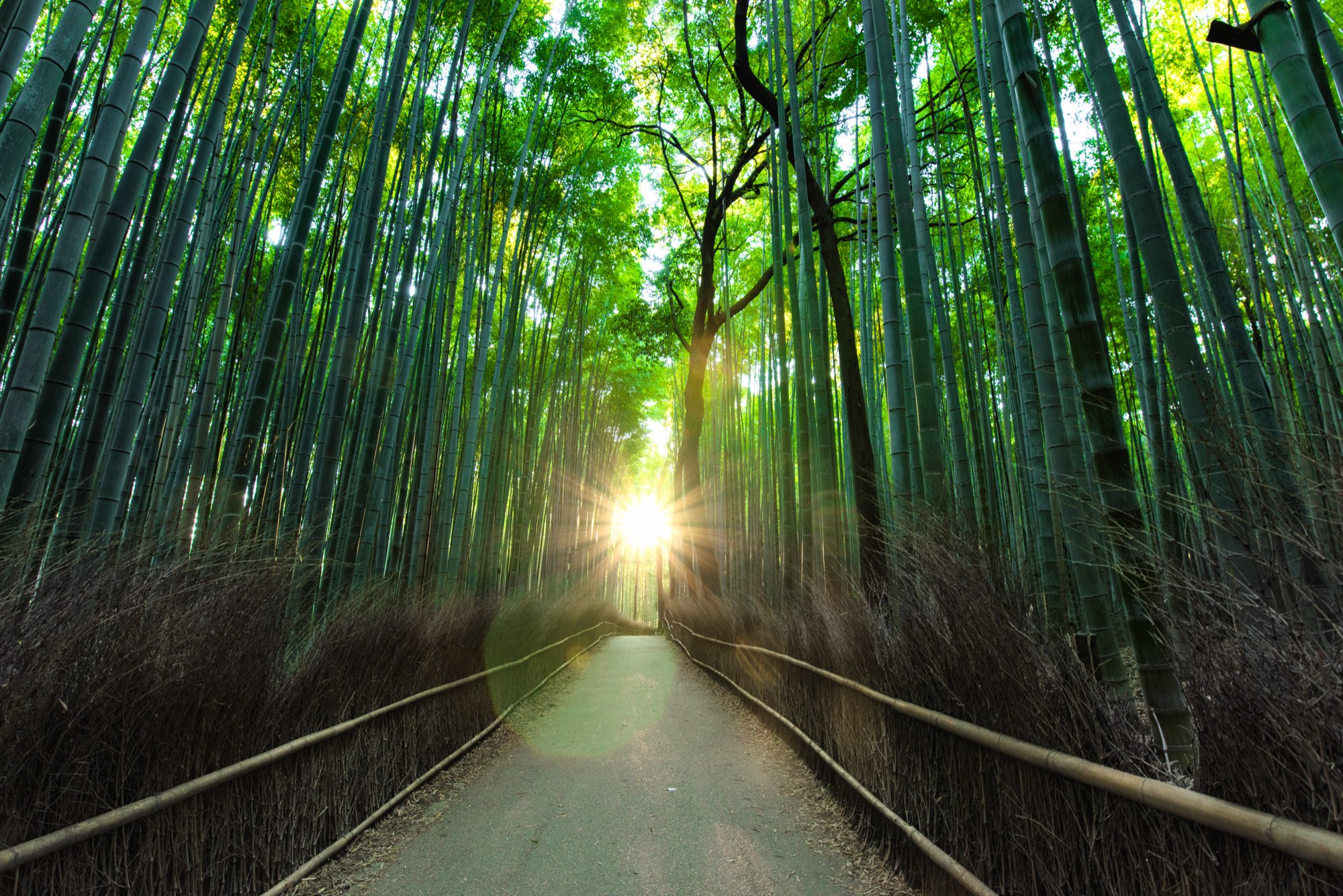 A trail leads through a bamboo forest toward the light