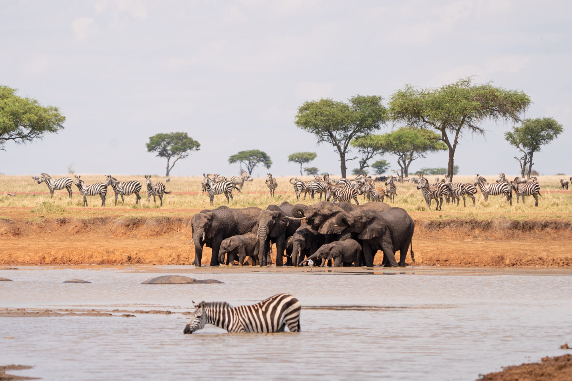 A herd of elephants and a zebra at a watering hole