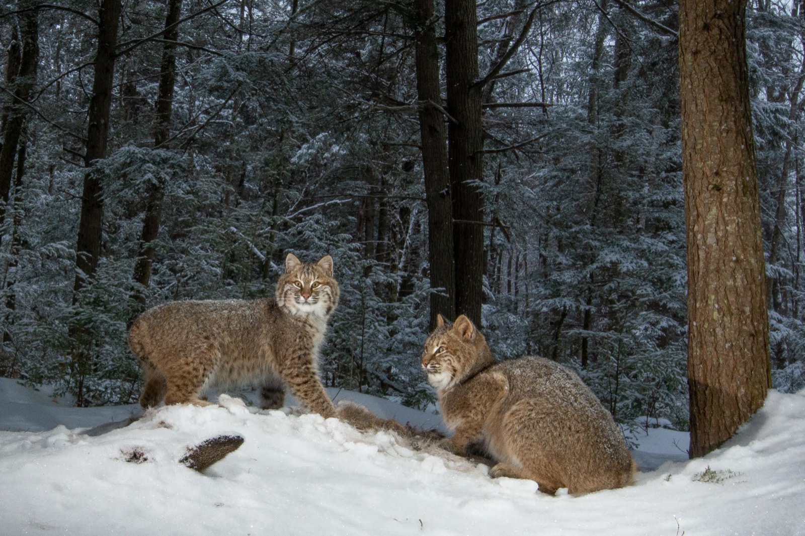 Two bobcats pause in a snowy forest.