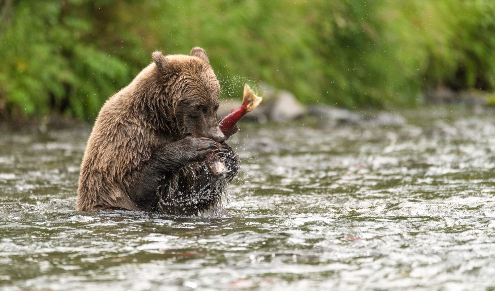 A brown bear wades in to catch salmon.