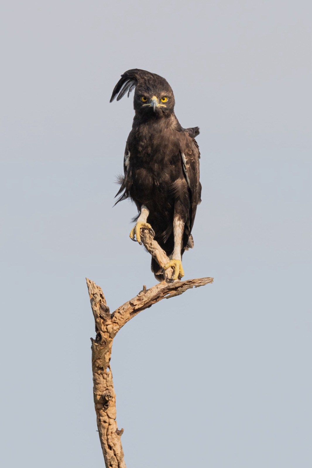 A long-crested eagle keeps watch from a dead branch.