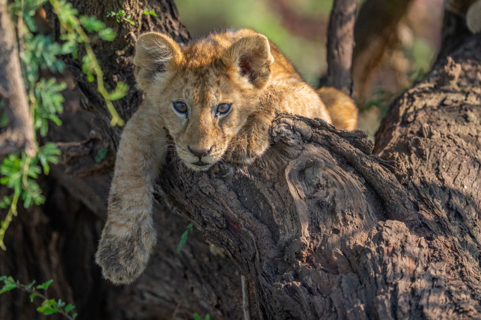 A lion cub naps in a tree, one paw dangling.