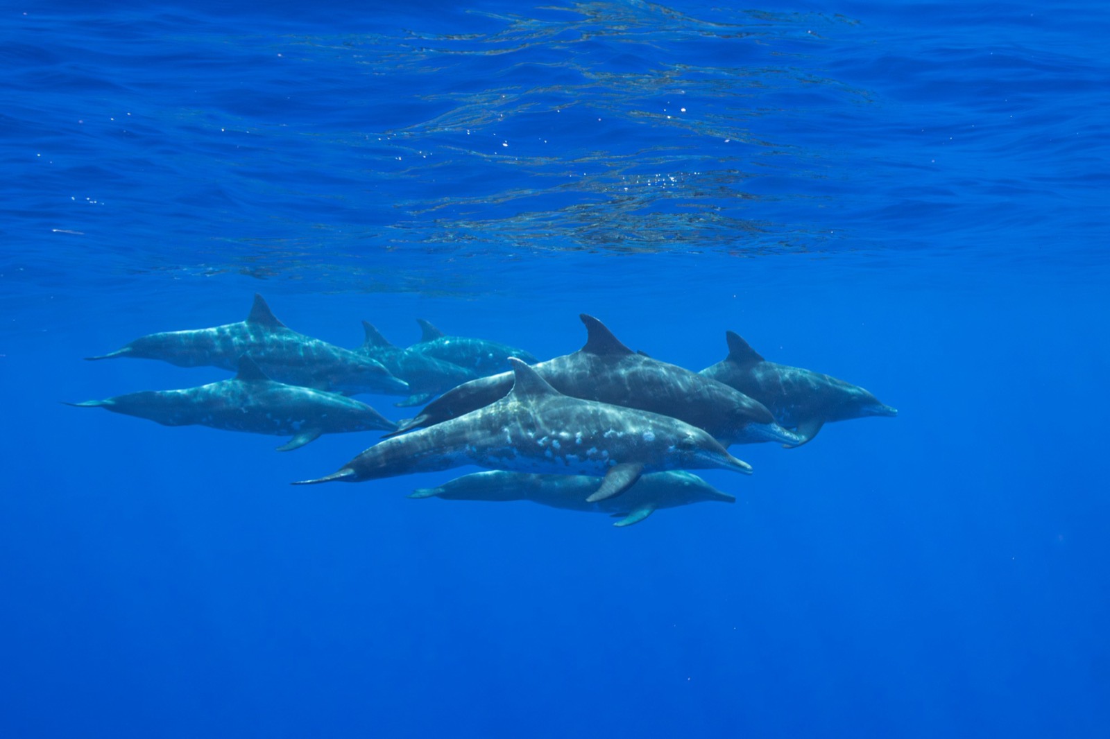 A pod of dolphins cruises just below the surface.