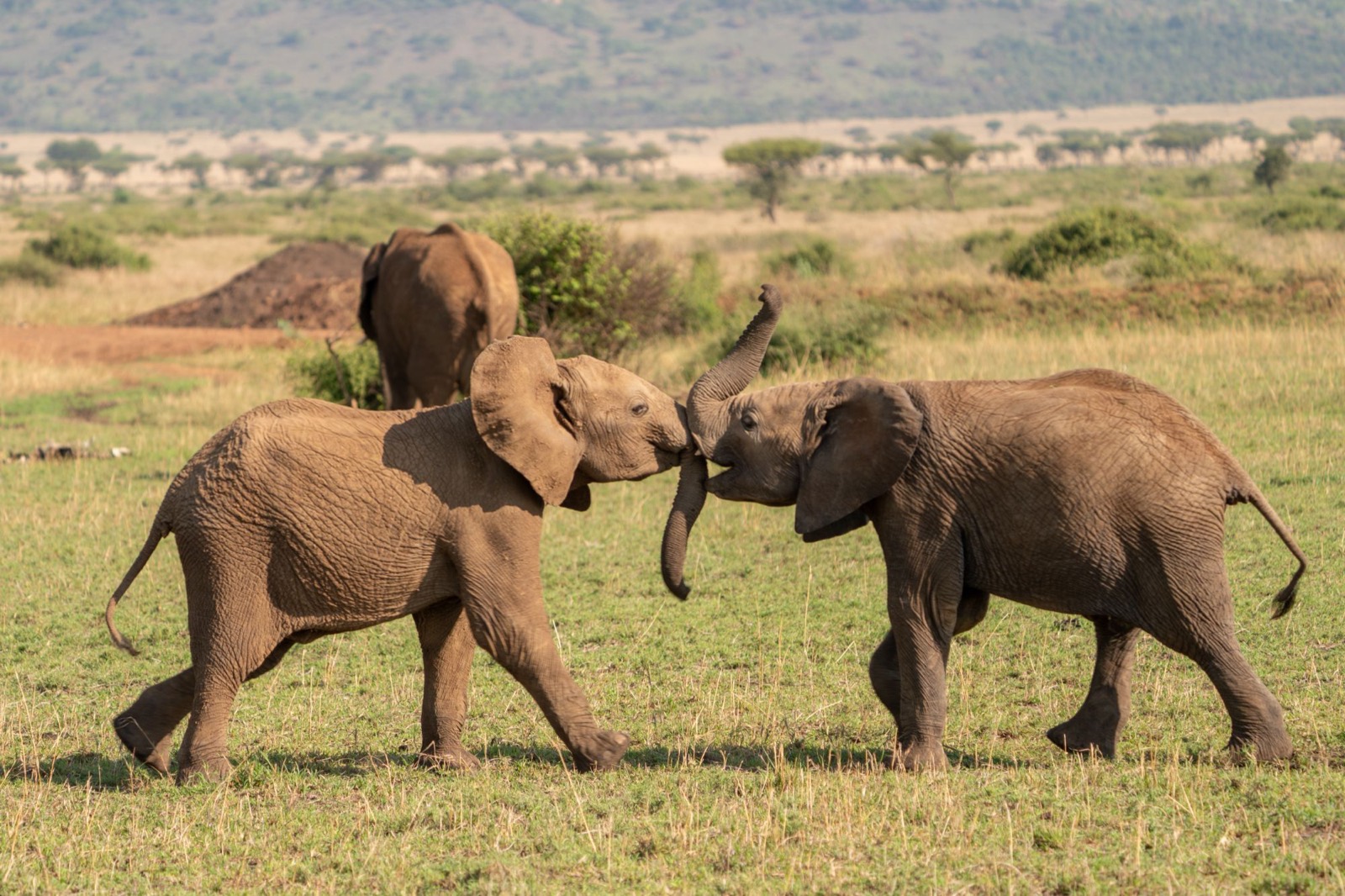Two young elephants wrestle trunk to trunk.