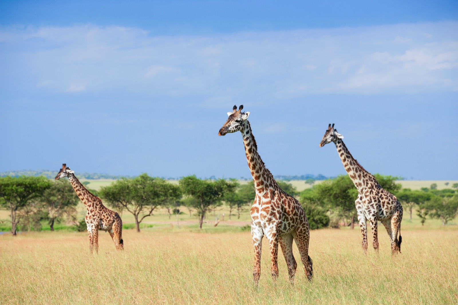 Giraffes stand tall over the open savanna.
