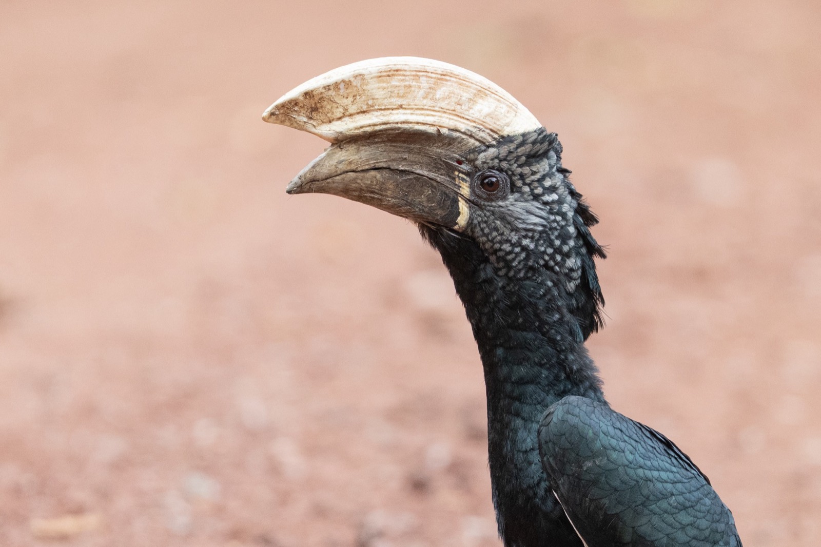 A hornbill shows off the giant casque on its bill.