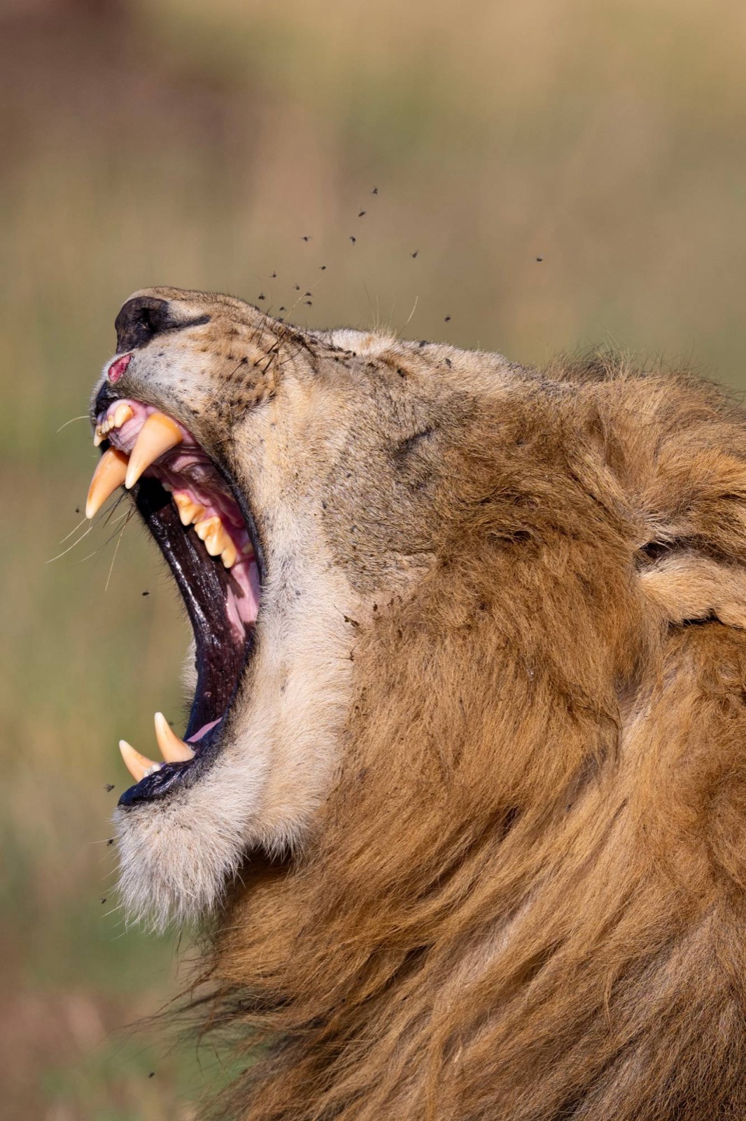 A male lion lets out a huge roar, flies buzzing around his mane.