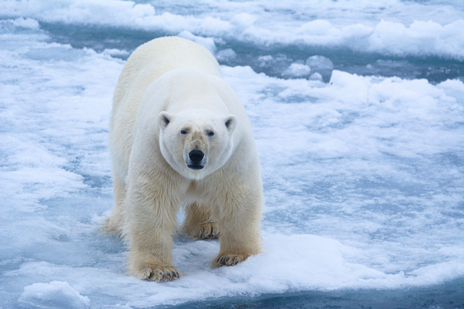 A polar bear walks straight toward the camera across the ice.