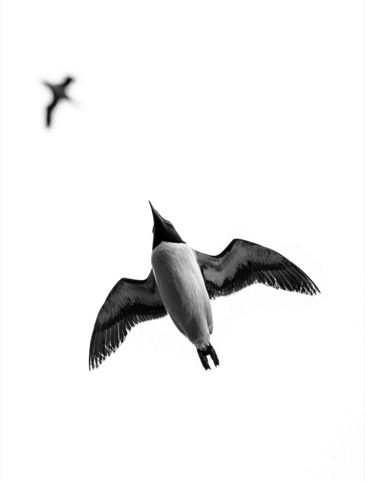A seabird soars overhead, wings spread wide.