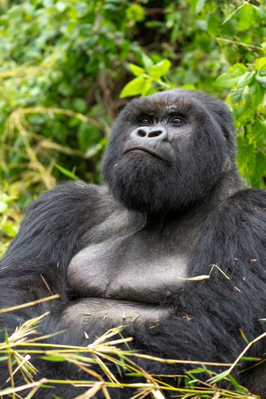 A silverback rests in the bamboo, gazing upward.