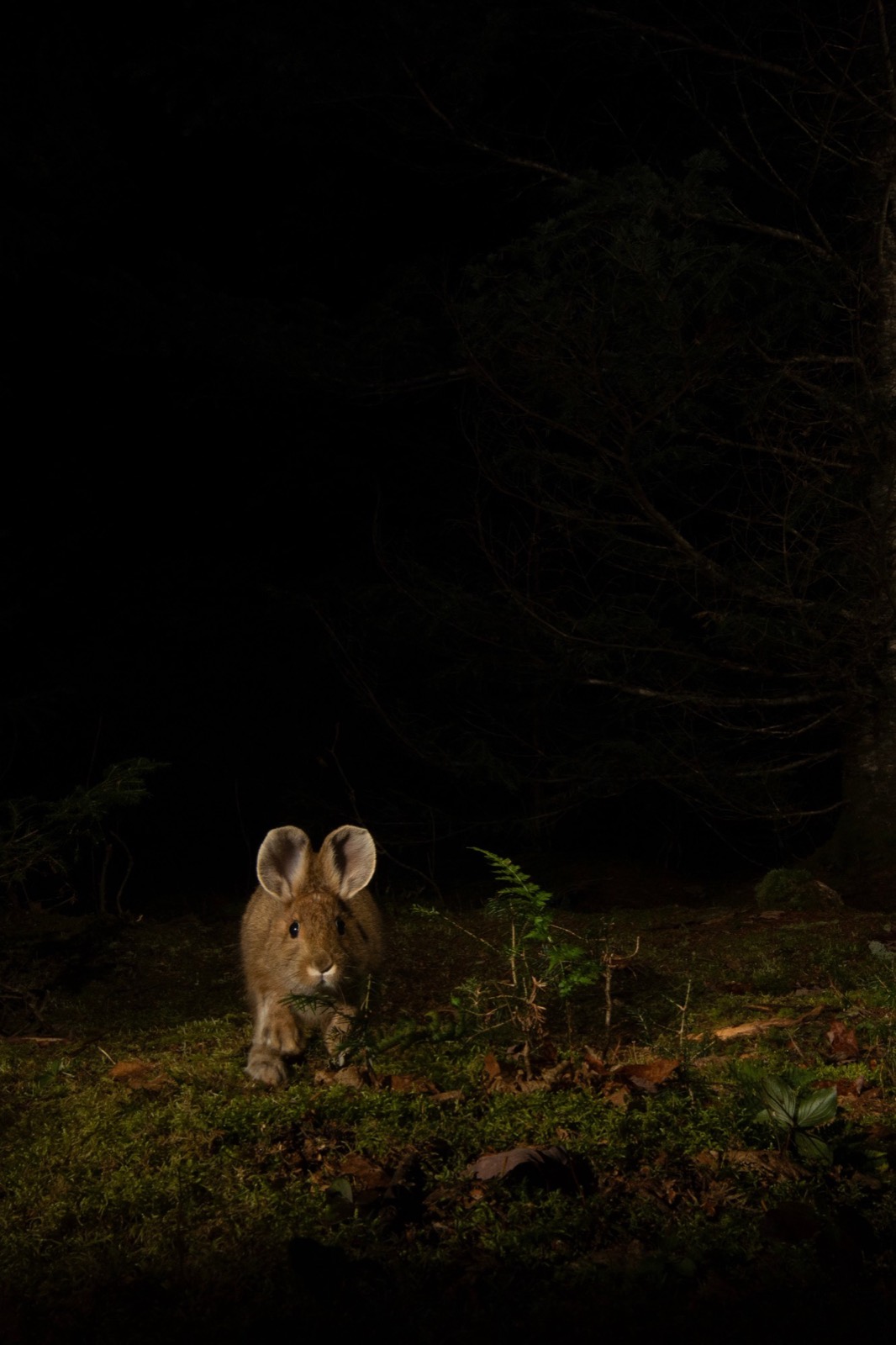A snowshoe hare hops out of the dark forest.