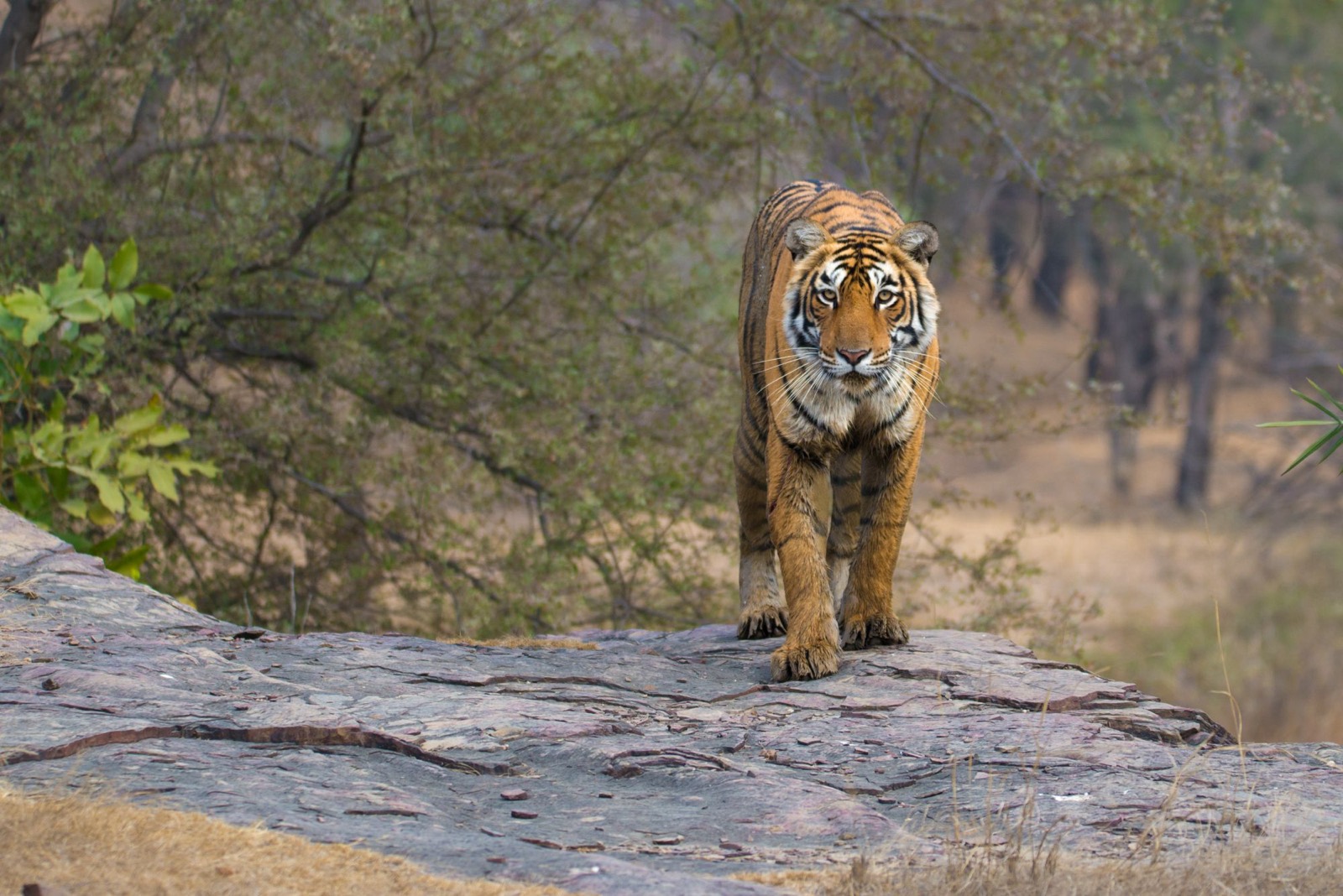 A tiger crosses a rock ledge, staring down the lens.