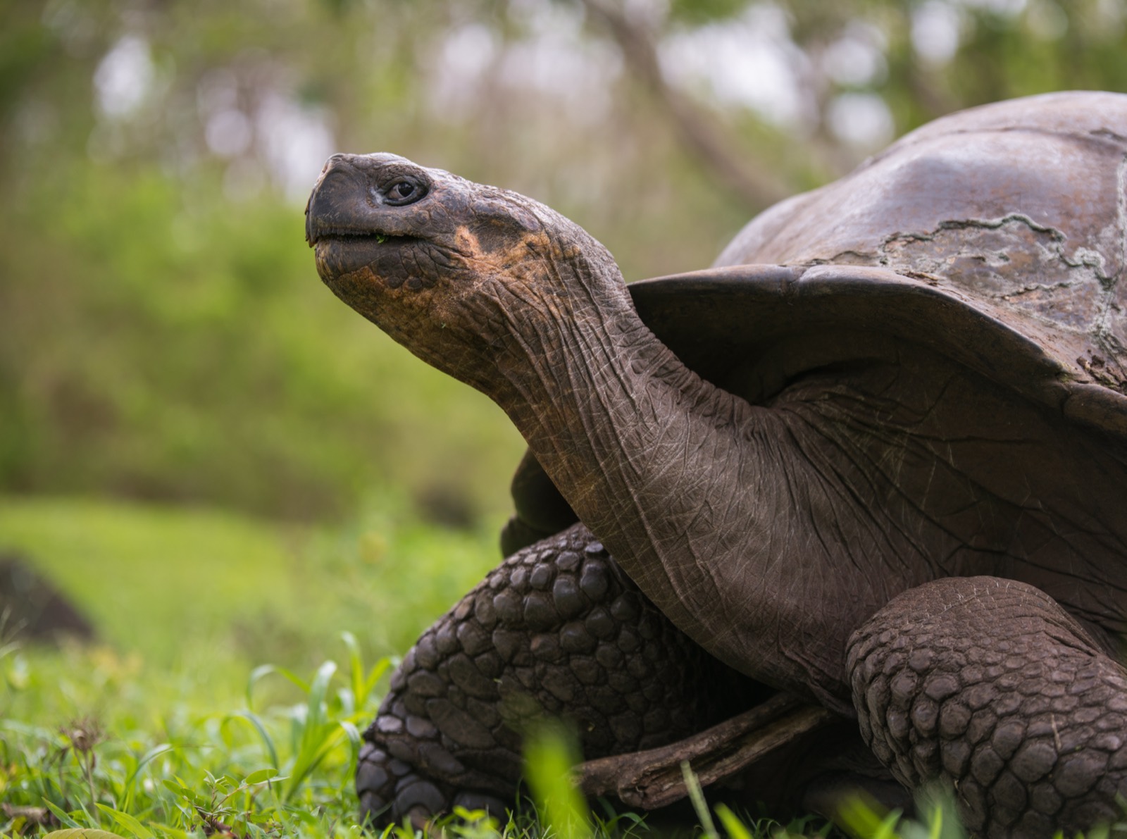 A giant tortoise takes its time.