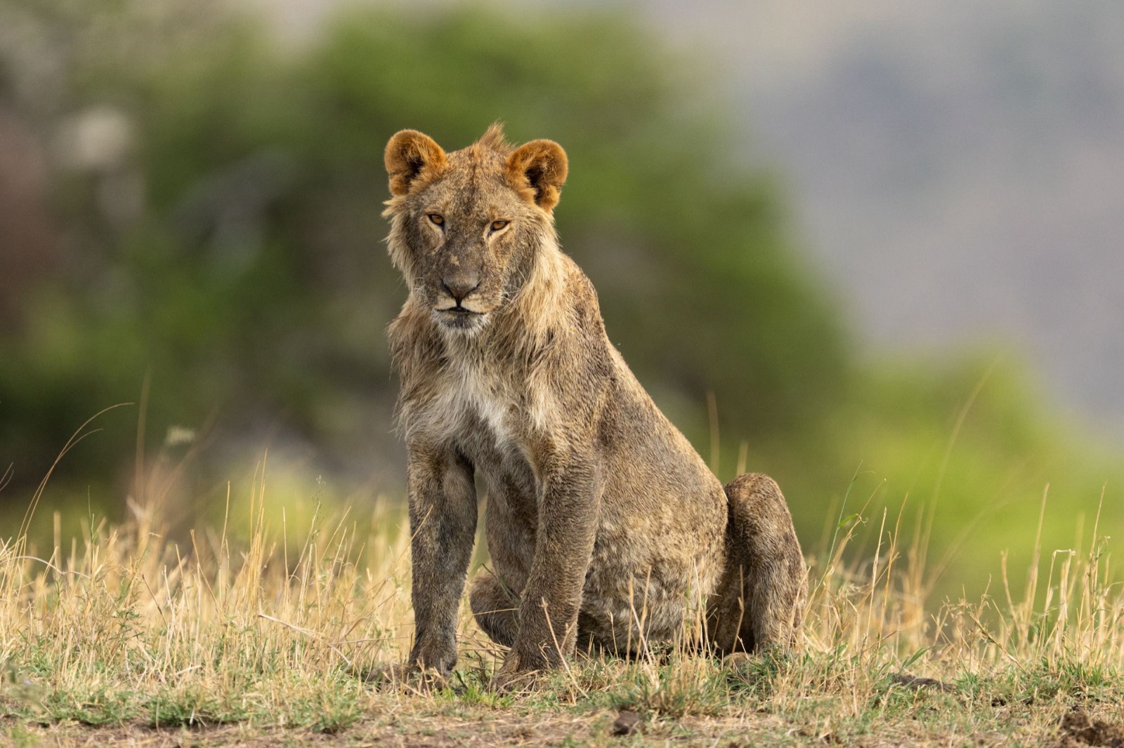 A young male lion, mane just coming in.