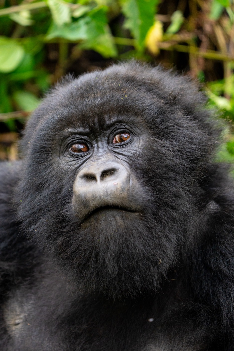 A mountain gorilla in thick green forest