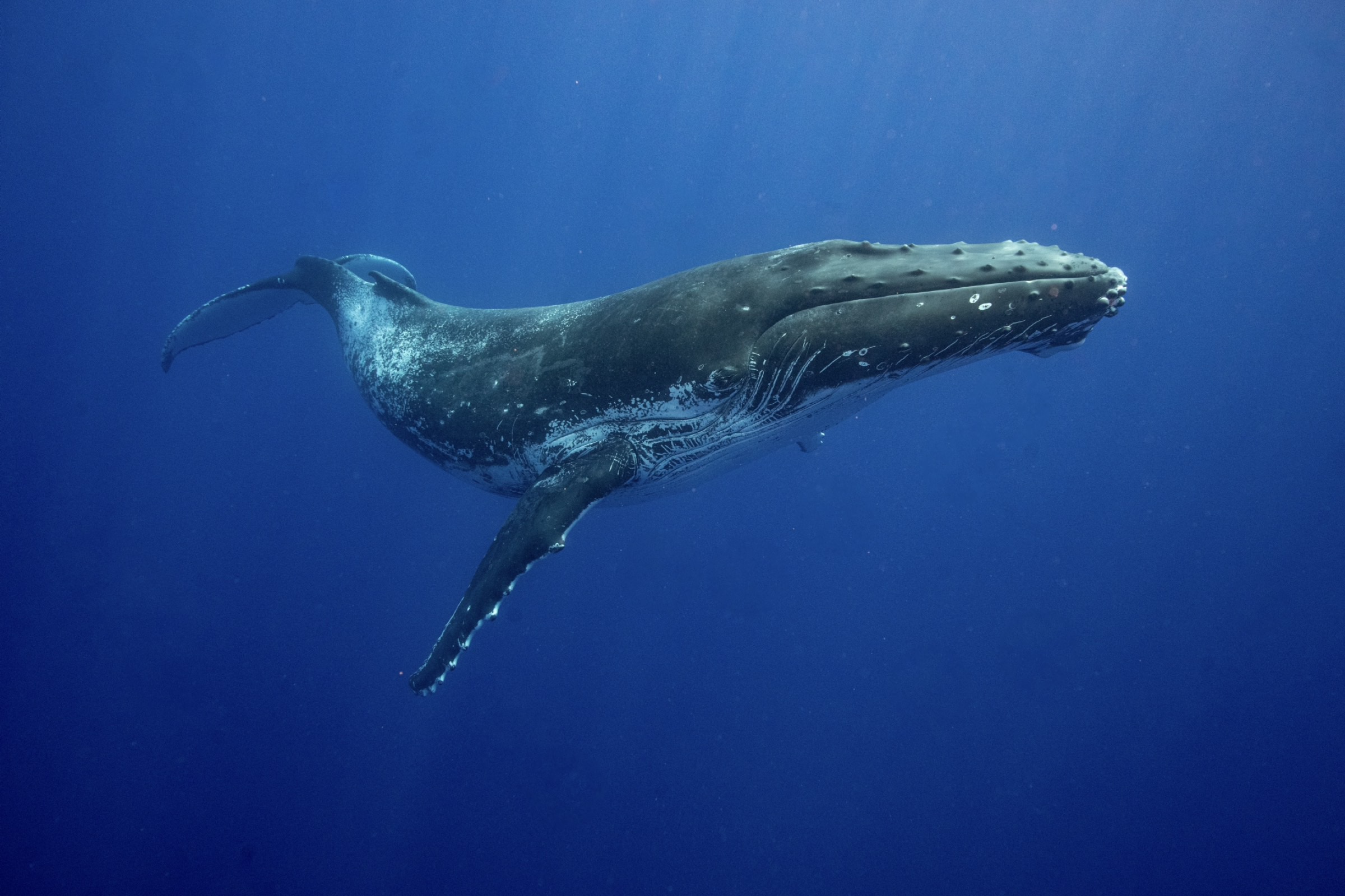 A humpback whale glides through deep blue water