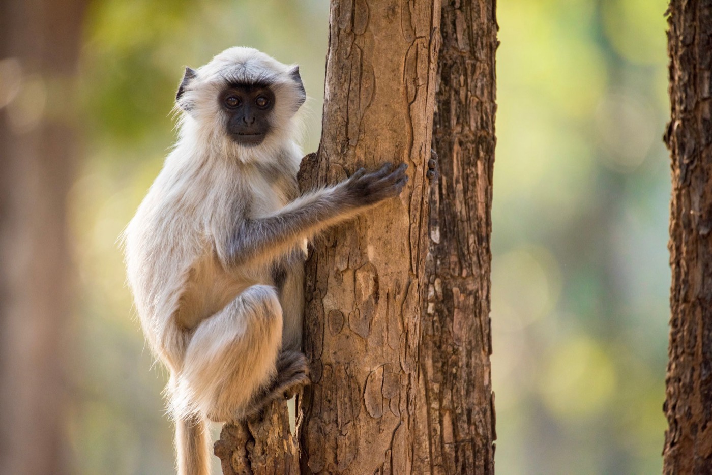 A gray langur monkey clings to a tree trunk