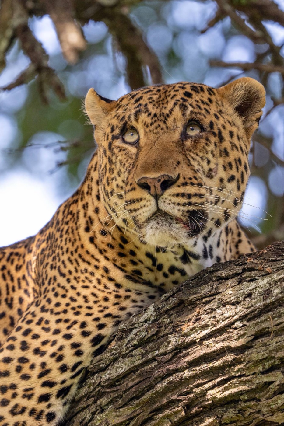 A leopard rests on a tree branch, looking up