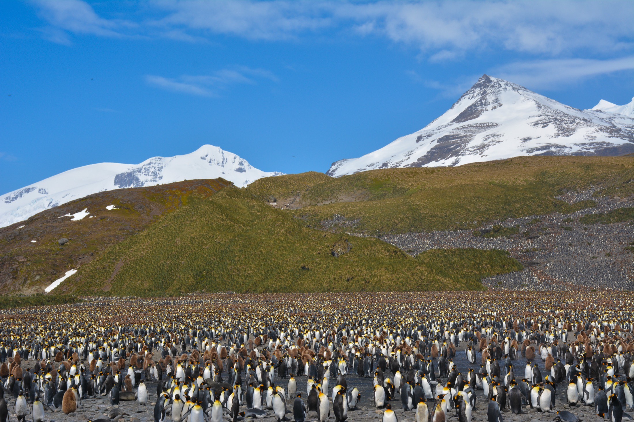 A huge king penguin colony below snowy mountains