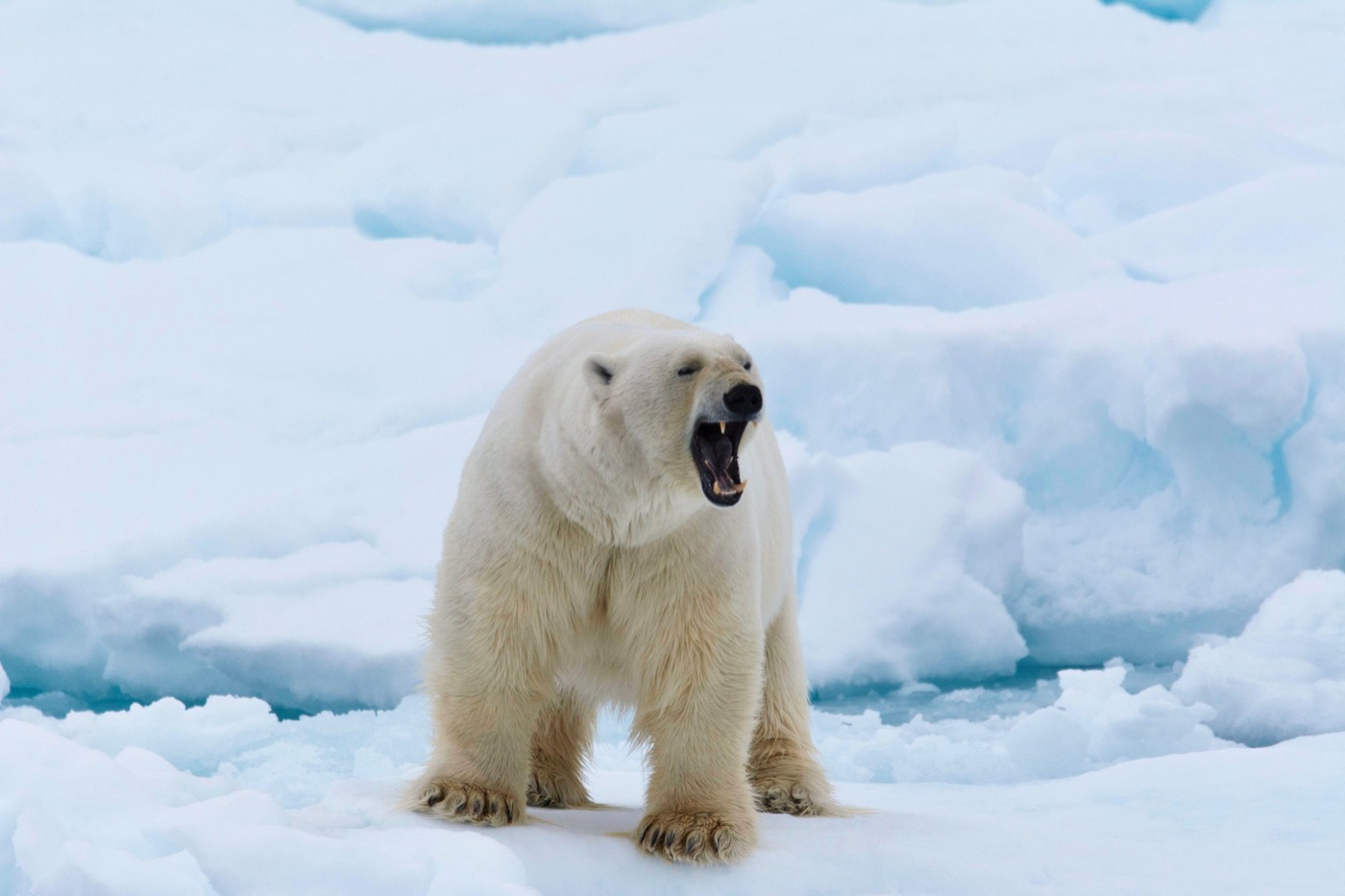 A polar bear roars on the sea ice