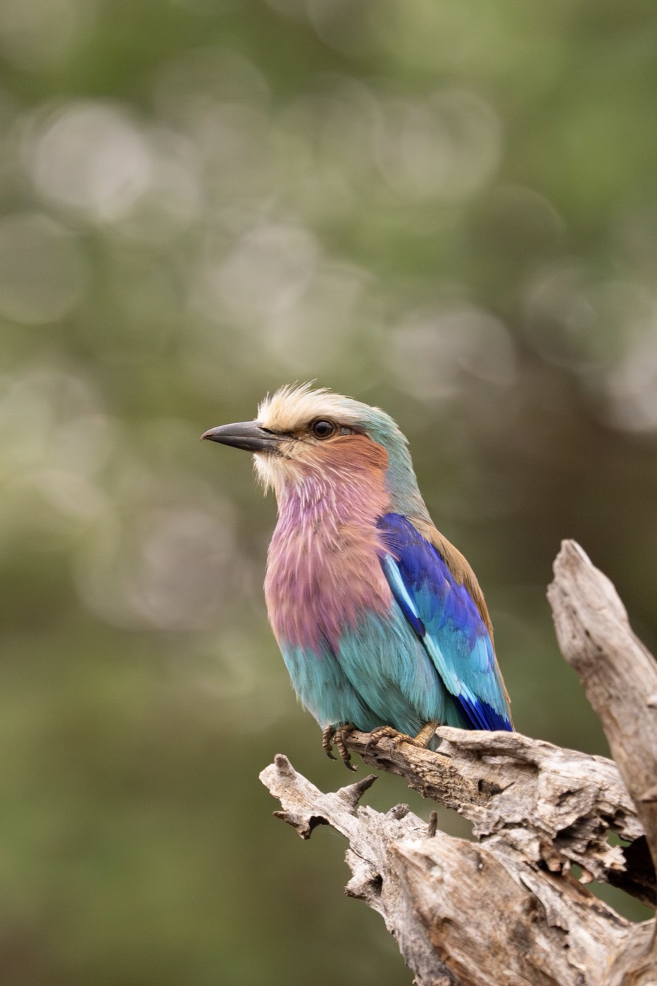 A lilac-breasted roller on a branch