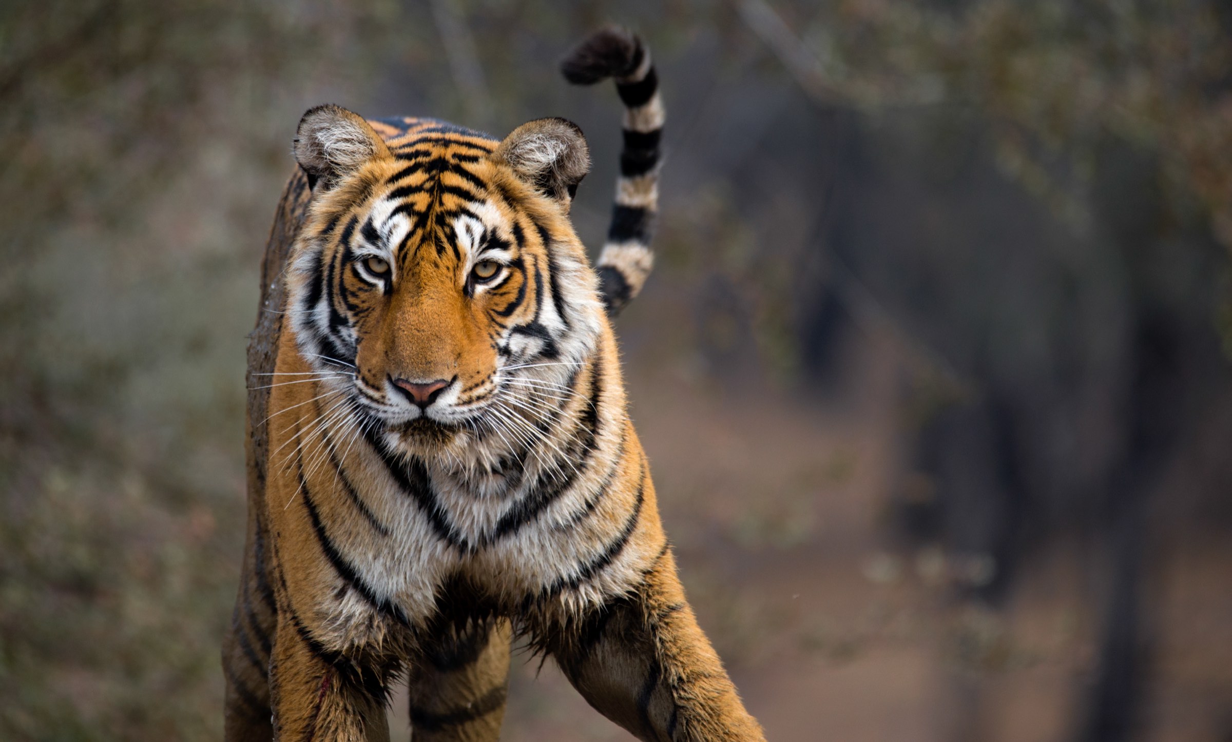 A tiger walks straight toward the camera